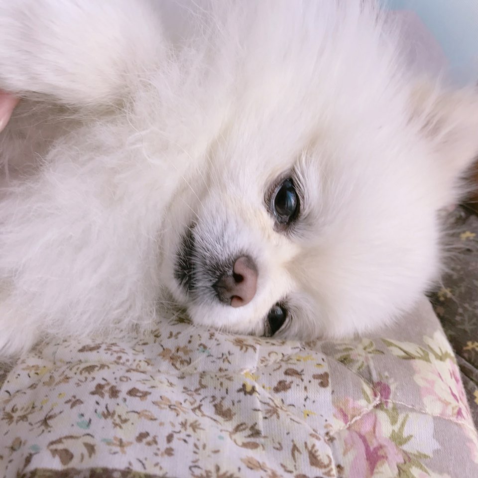 igohome119's tweet photo. 세계 가나디의날 https://t.co/yWseG2Luty