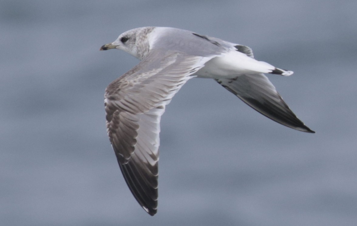 Rich Andrews tweet media