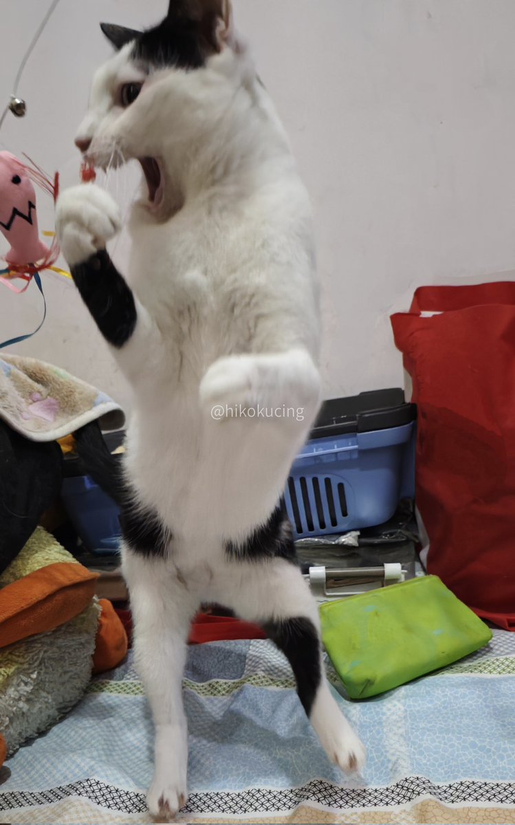 Hiko 🐈 tweet media