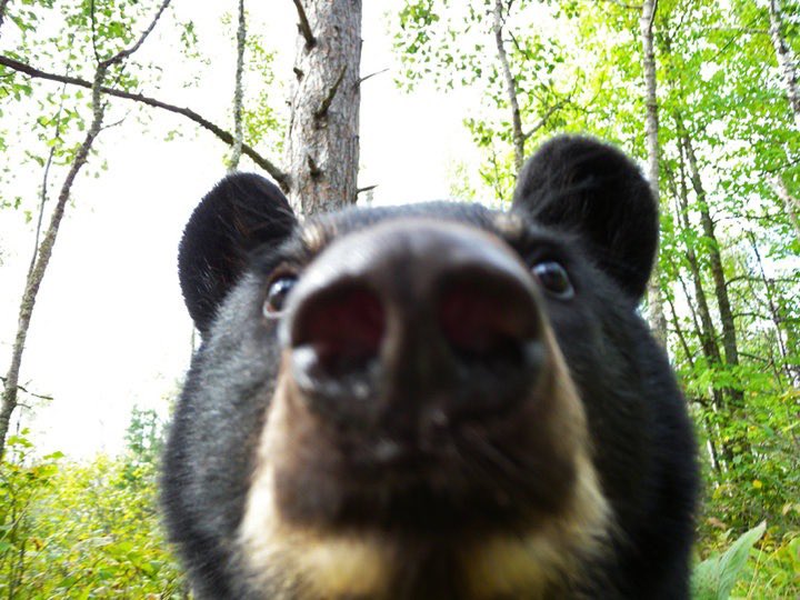 DJ burger 🍔🐯🎵 tweet media