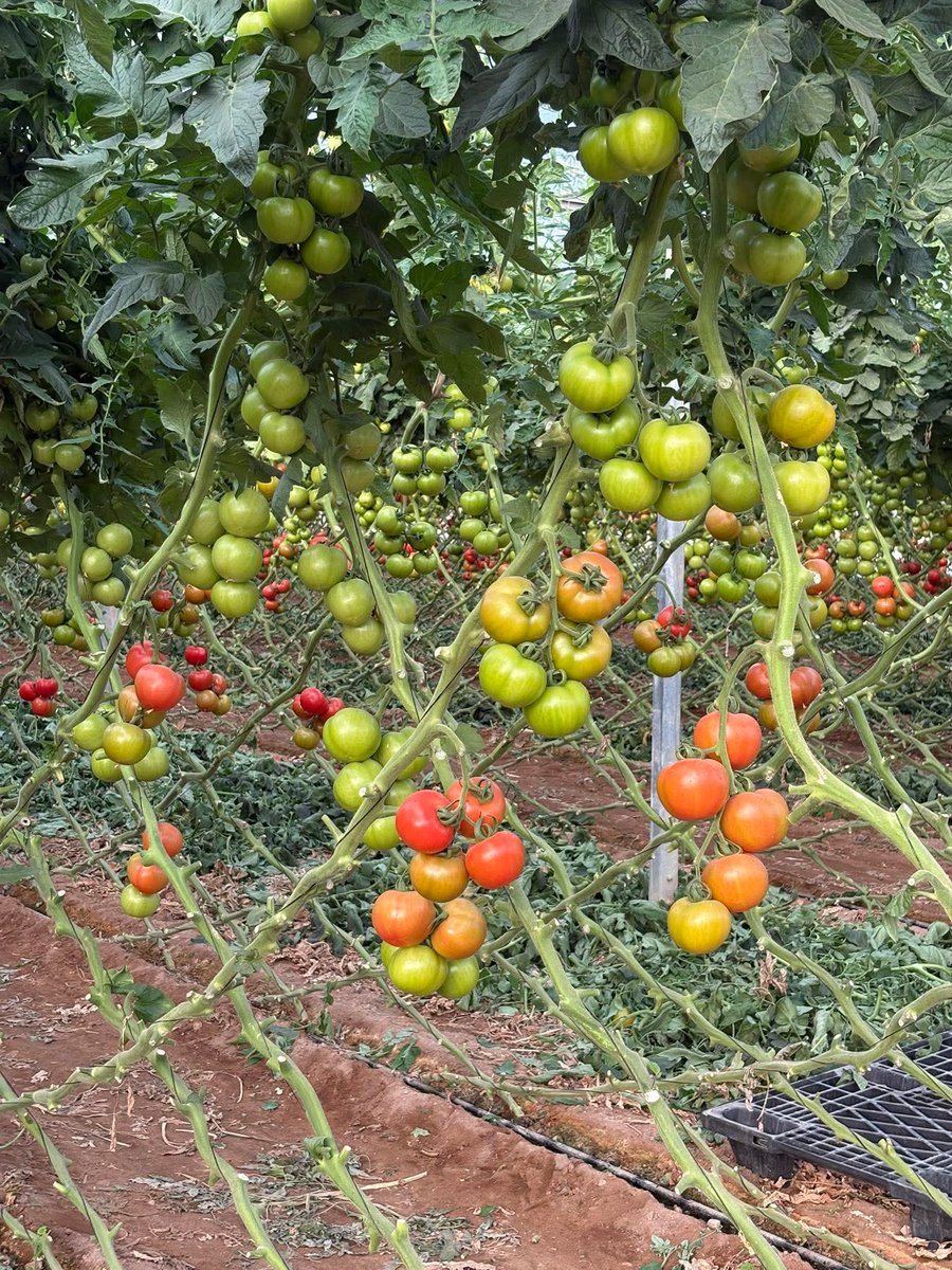 Tomato farmers WHATSAPP GROUP 

Join a network of tomato farmers and network, learn and share with other farmers. 

Drop your WhatsApp number to join the group.