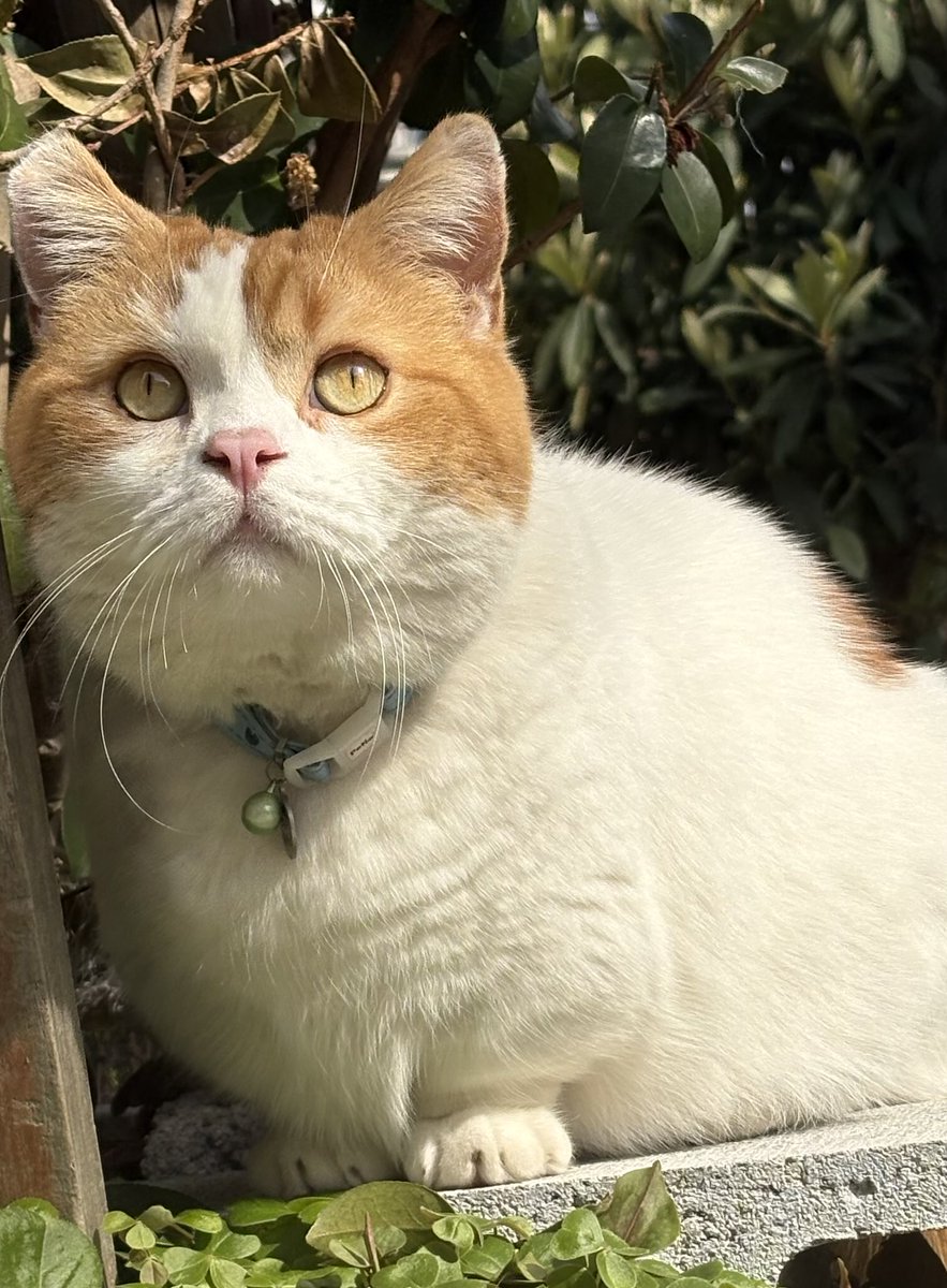 Kazushi Patrick K tweet media