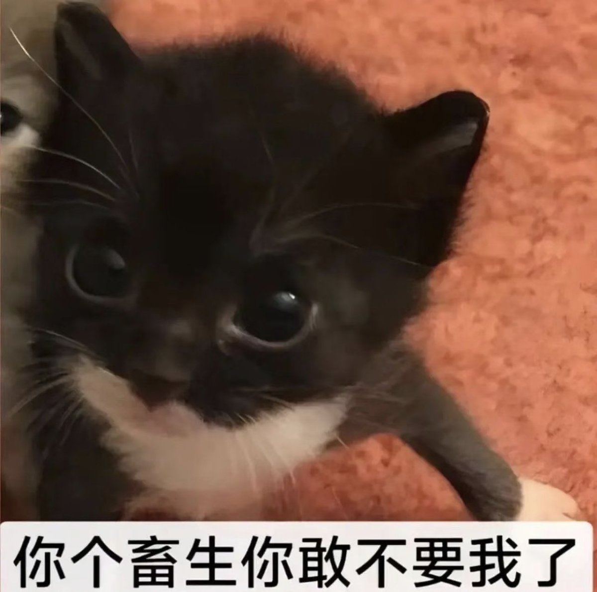 莉莉莉 tweet media