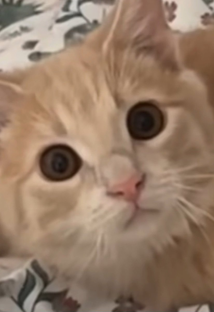 •• scfled •• tweet media