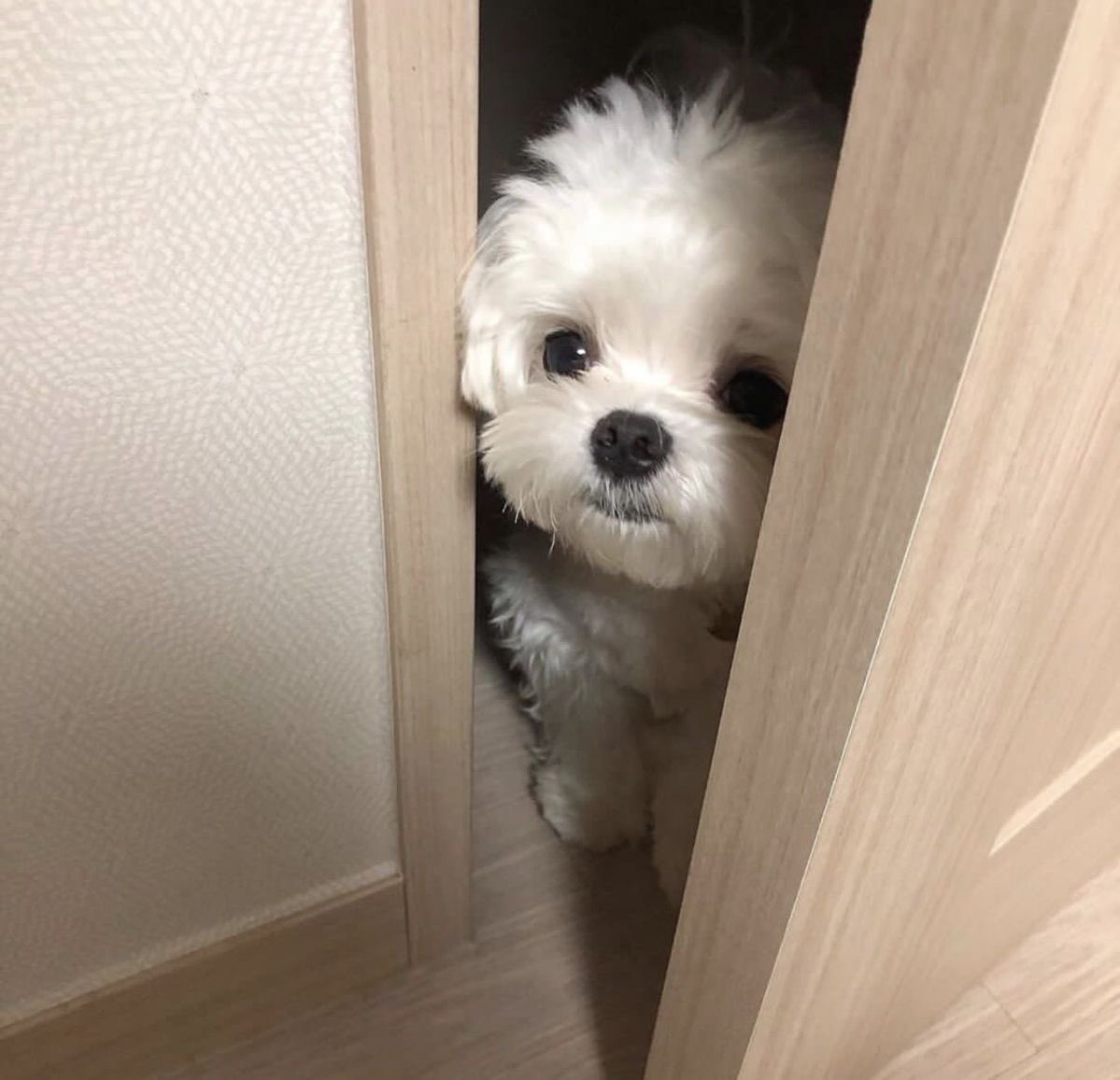 もふもふ動画 tweet media