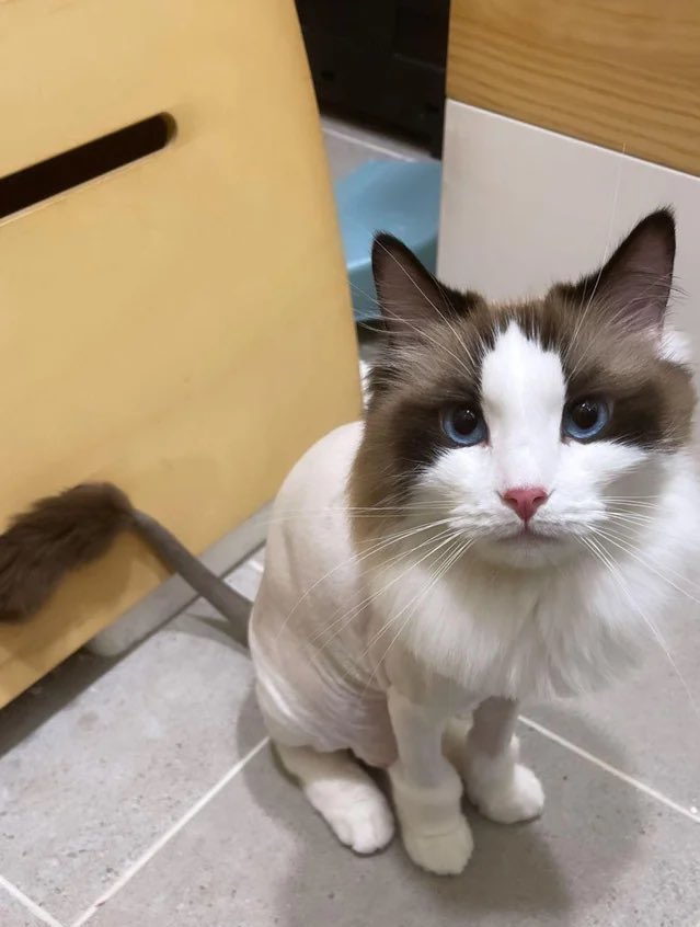 LALICE UPDATES tweet media