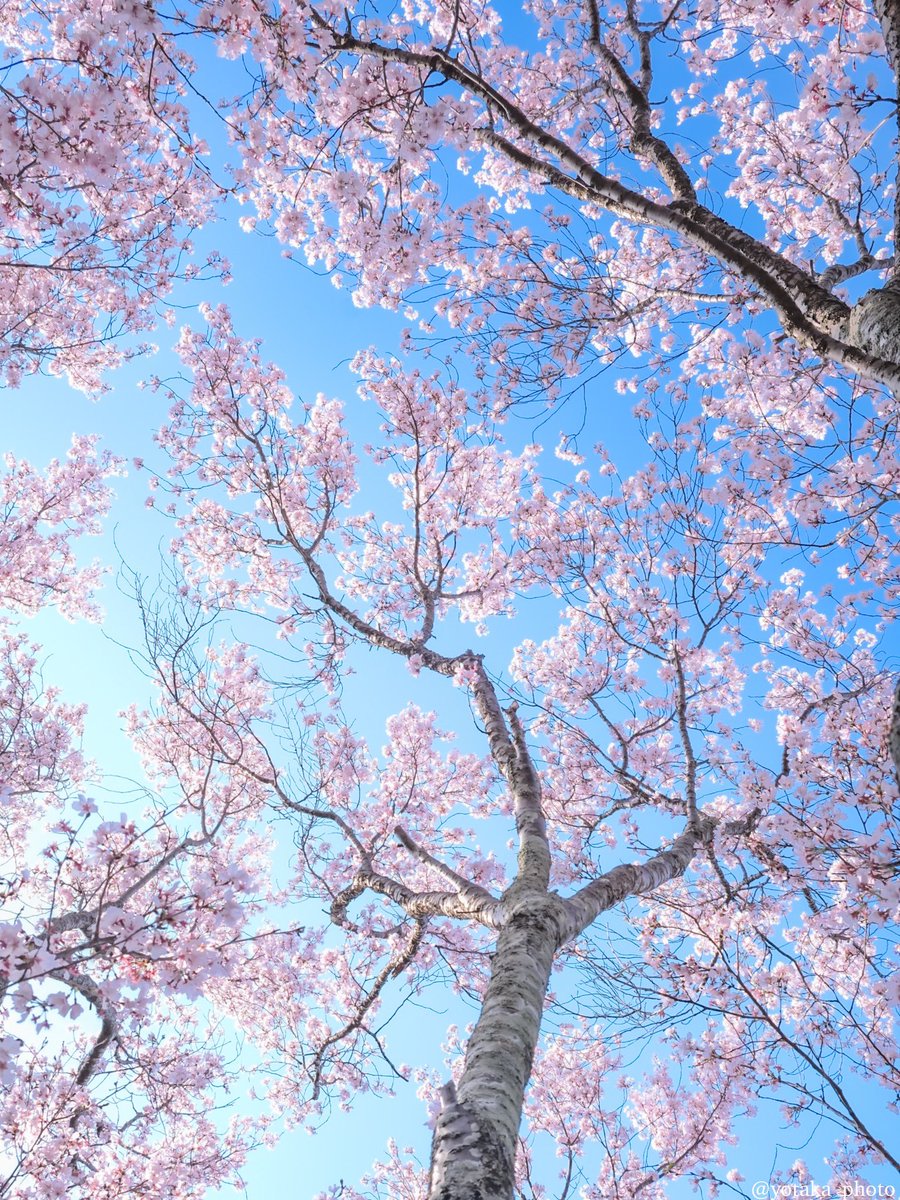 よたか tweet media