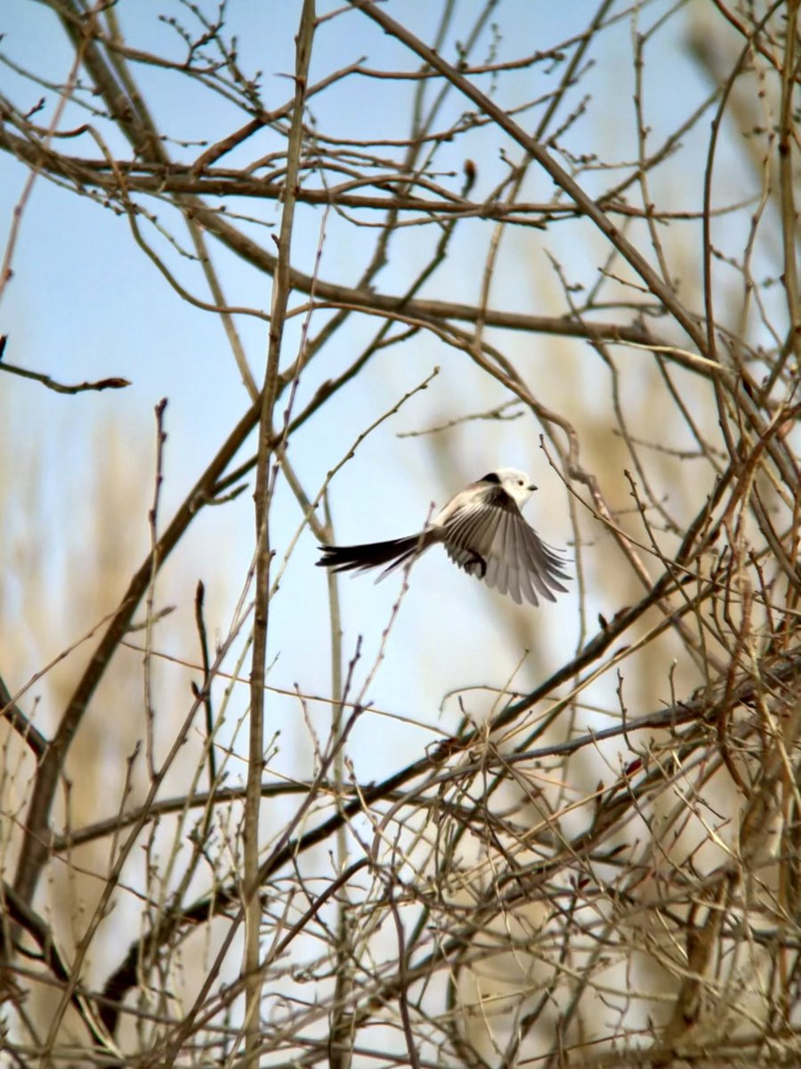 Yuzuneco tweet media