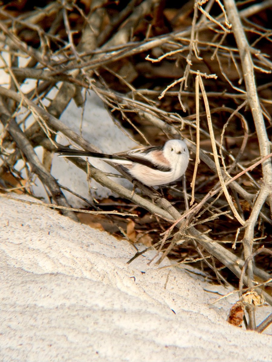 Yuzuneco tweet media