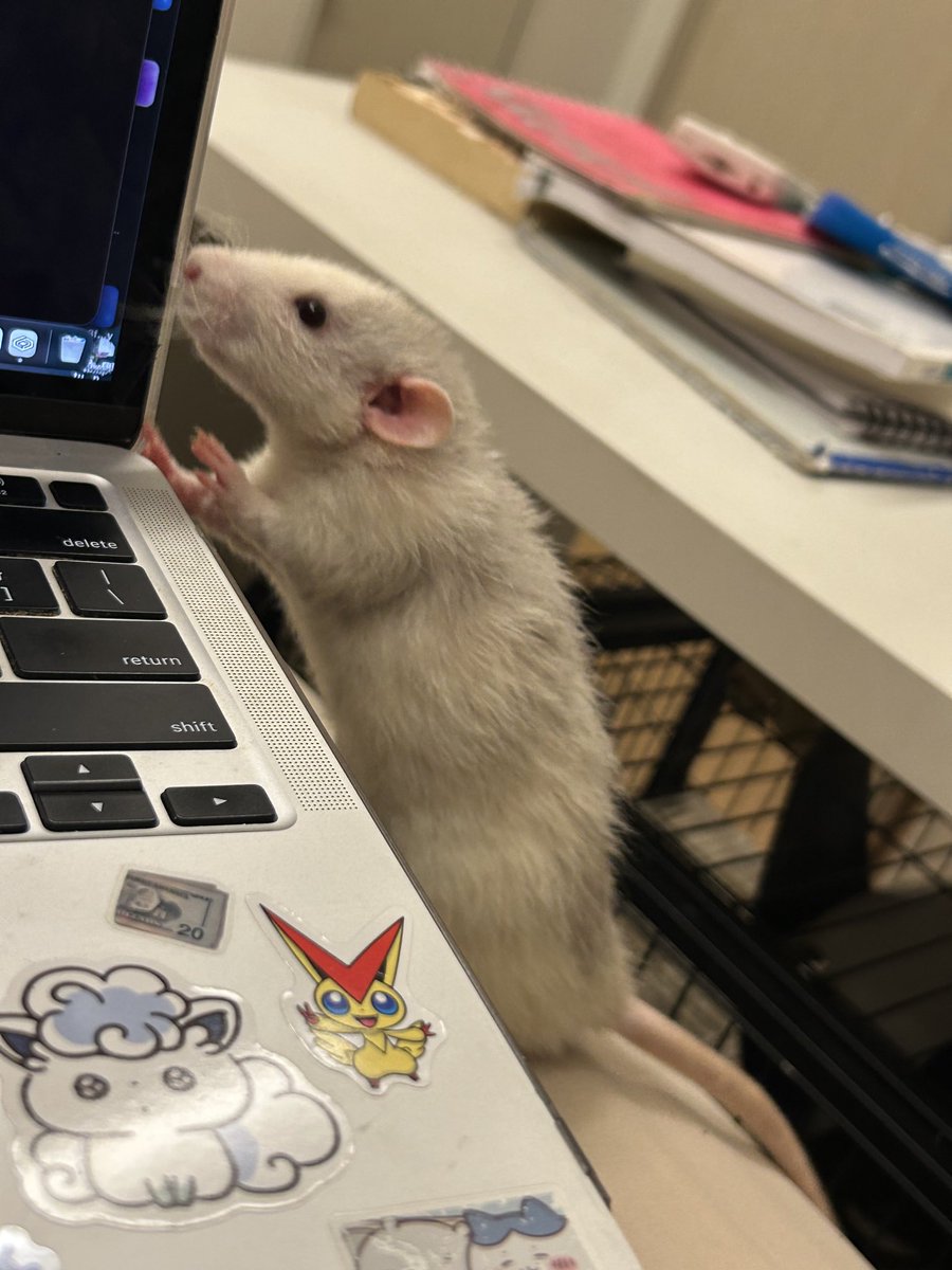 Latroy 🐀 tweet media