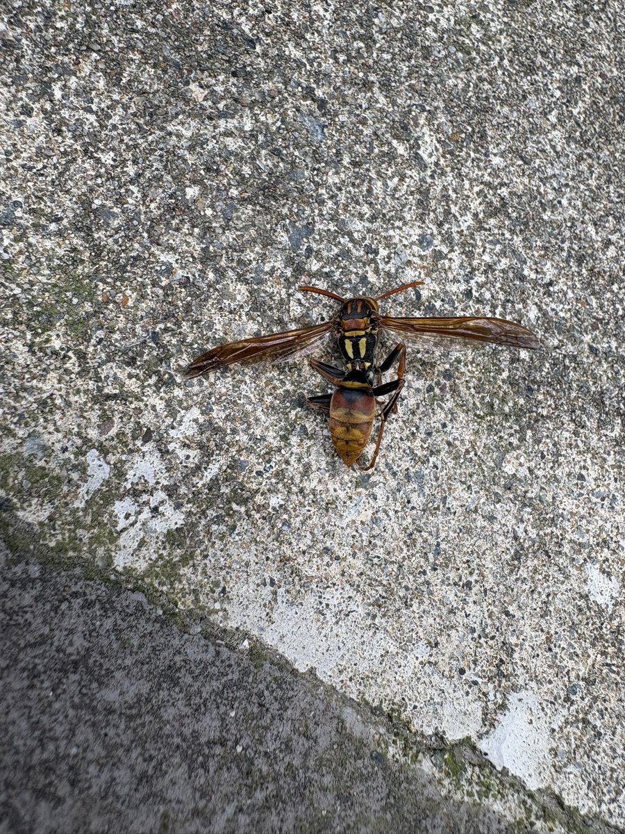 猫の尻派 tweet media