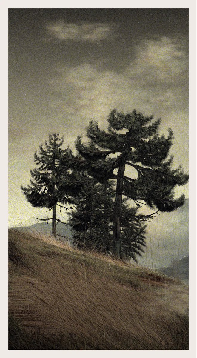 Qotonana tweet media