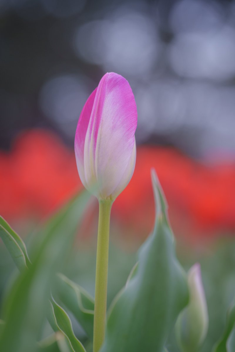 マクロ tweet media