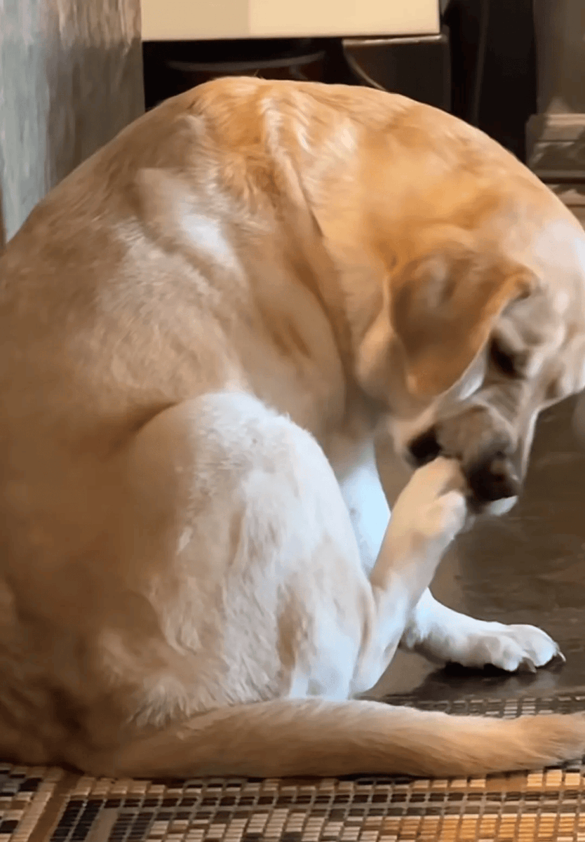 AntleLisaa's tweet image. "Home isn’t a place—it’s the warm weight of a furball curled in your lap, the wag that greets every return, the quiet magic of a pet turning ‘ordinary’ into ‘perfect’.  #PetLove #HomeWithPets"