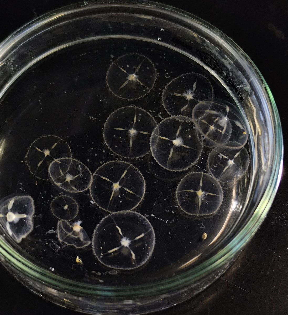 Euphoric221 tweet media