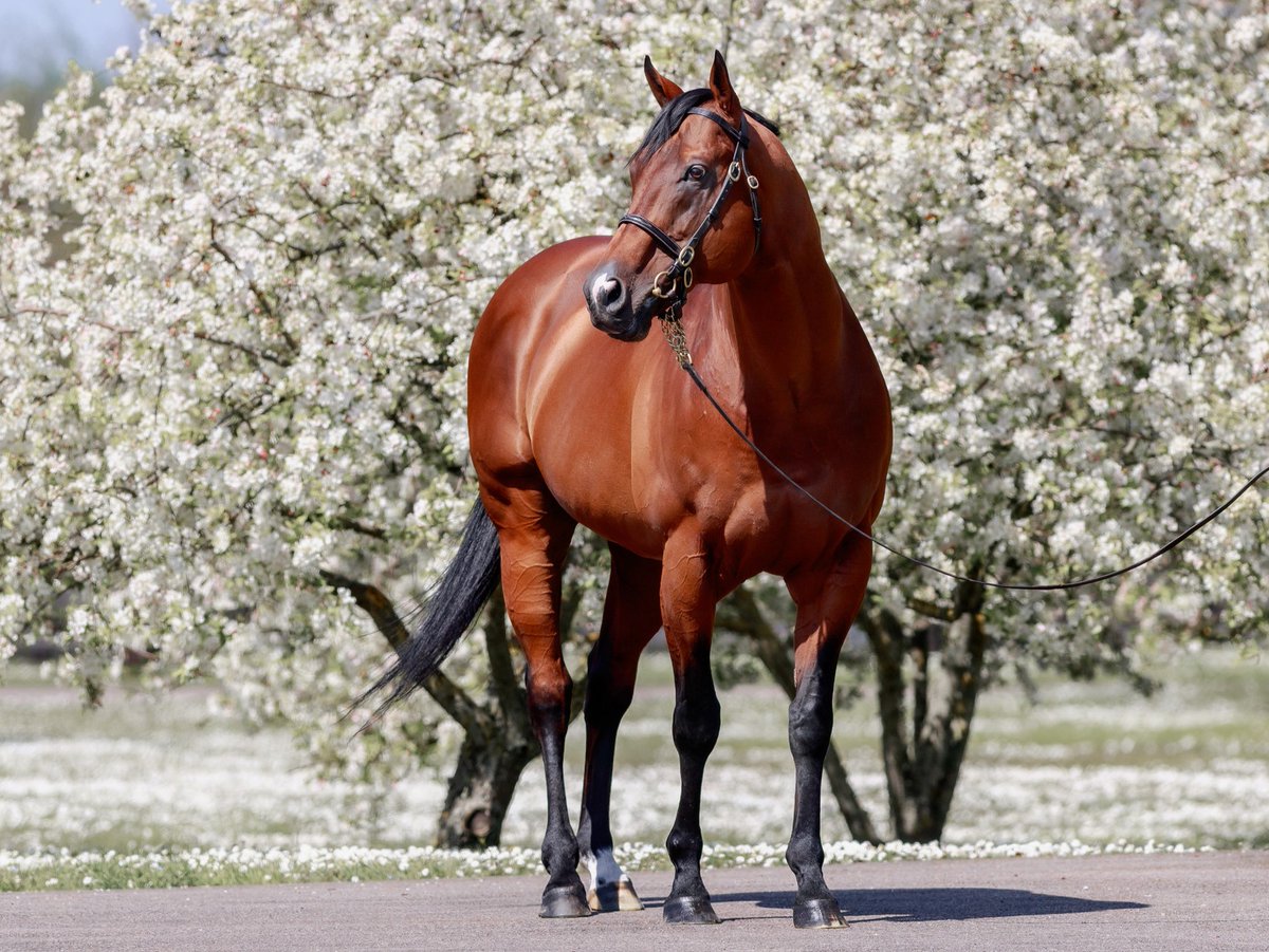 Aga Khan Studs tweet media