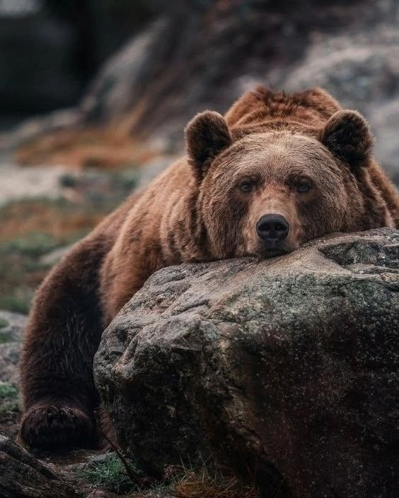 EarthBeingEarth's tweet photo. Today is World Bear Day 🤎

And they ask for nothing.
Not your posts.
Not your words.
Not your attention.

Just space to live.
Forests that remain.
Ice that doesn’t disappear beneath their feet.
If you love them —
protect what they call home.
Because one day of awareness
means nothing
without a lifetime of action. 🐻🌍