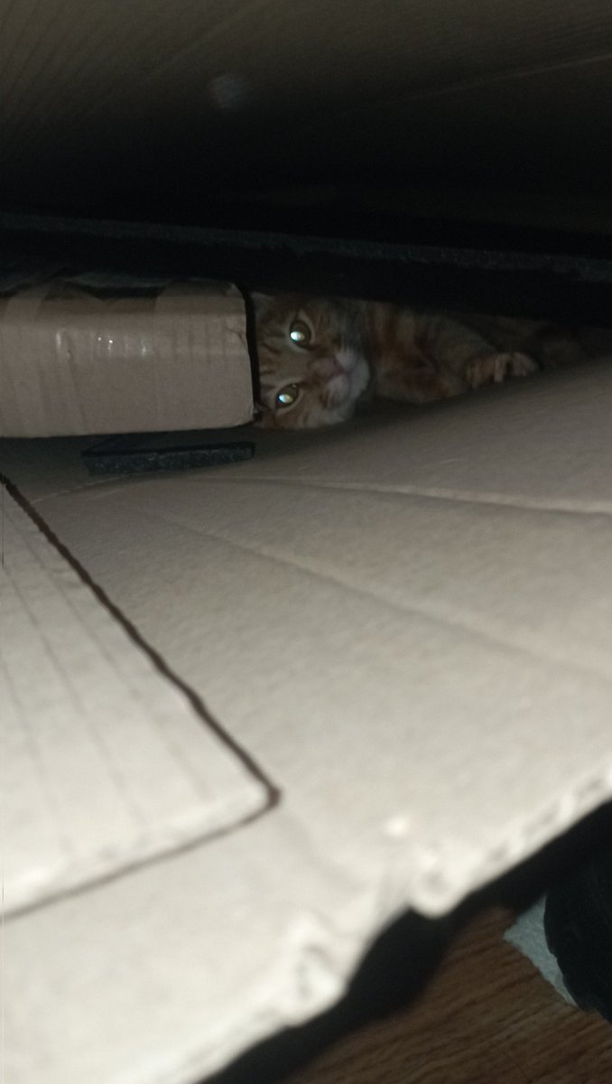 𝚜𝚊𝚗𝚢𝚊 tweet media