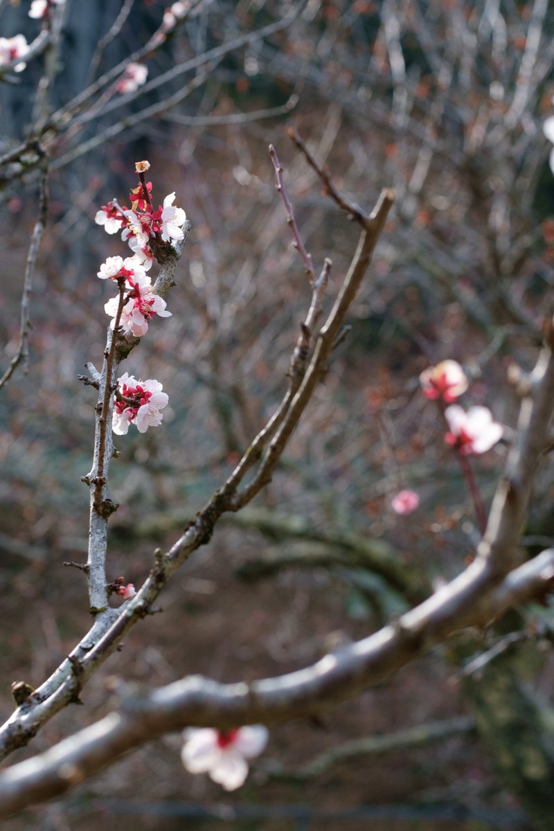 frak_ia's tweet photo. 大下→木下沢林道→富士見台→狐塚峠→作業小屋→日影

LUMIX G 20mmから気分転換しようとX-E1に選んだレンズは中望遠になる50㎜。しかしやはりシャッター進まず、順調に下りてくると木下沢梅林がまだあいていたので寄り道。今年の梅も見納めですね

ai nikkor 50mm f1.4s https://t.co/Llp43jeqep