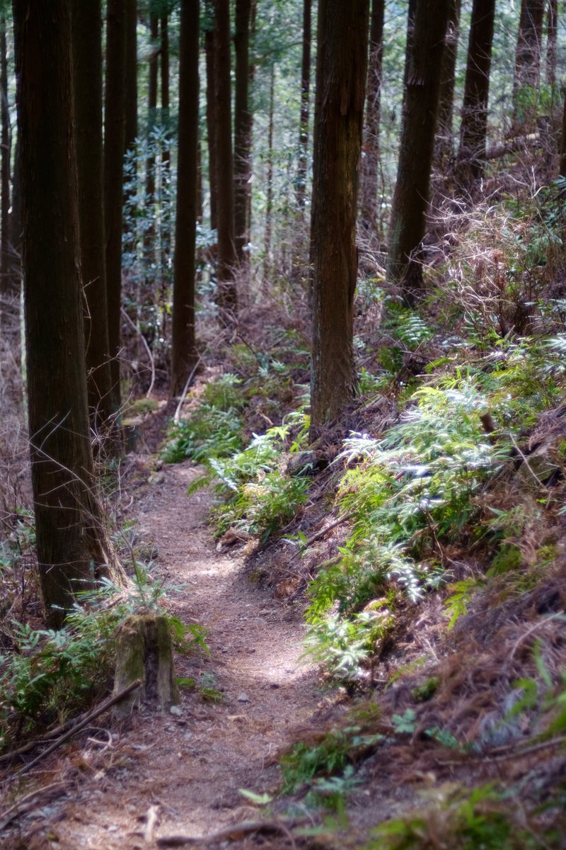 frak_ia's tweet photo. 大下→木下沢林道→富士見台→狐塚峠→作業小屋→日影

LUMIX G 20mmから気分転換しようとX-E1に選んだレンズは中望遠になる50㎜。しかしやはりシャッター進まず、順調に下りてくると木下沢梅林がまだあいていたので寄り道。今年の梅も見納めですね

ai nikkor 50mm f1.4s https://t.co/Llp43jeqep