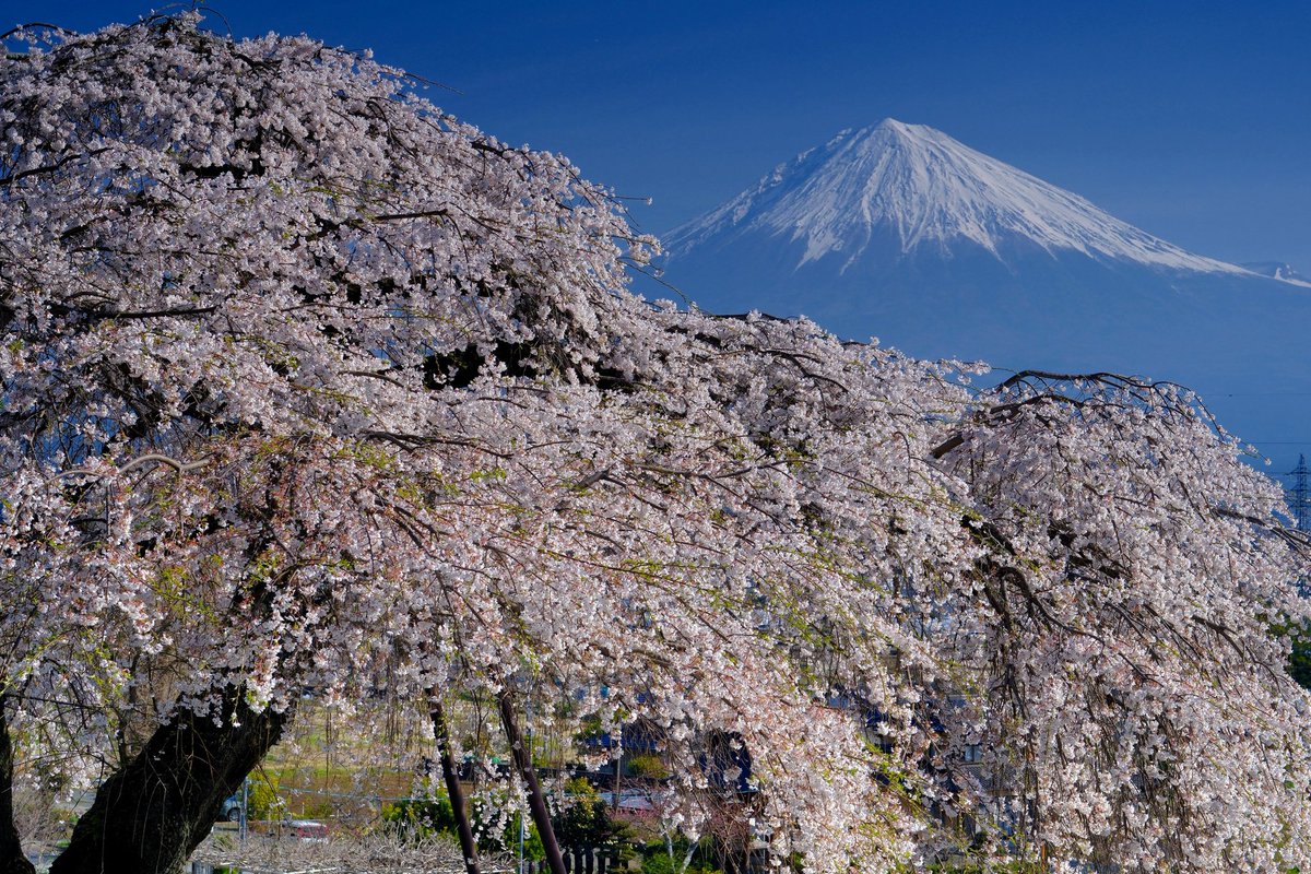 OKうえだ tweet media