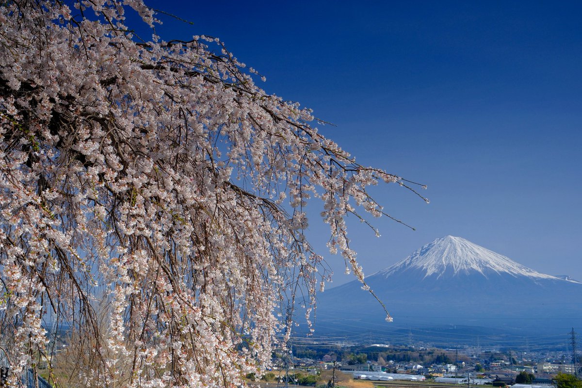 OKうえだ tweet media