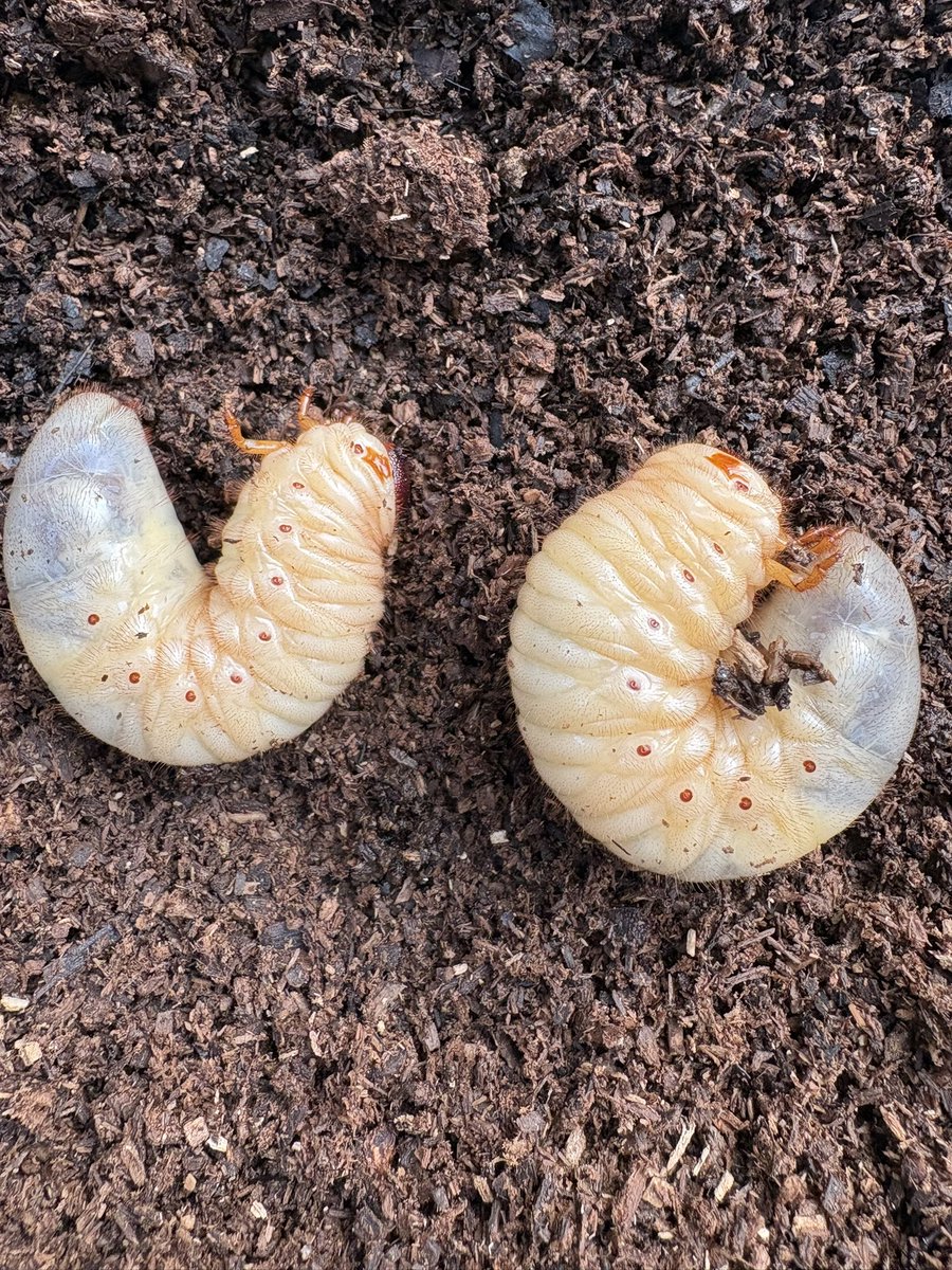 猫の尻派 tweet media