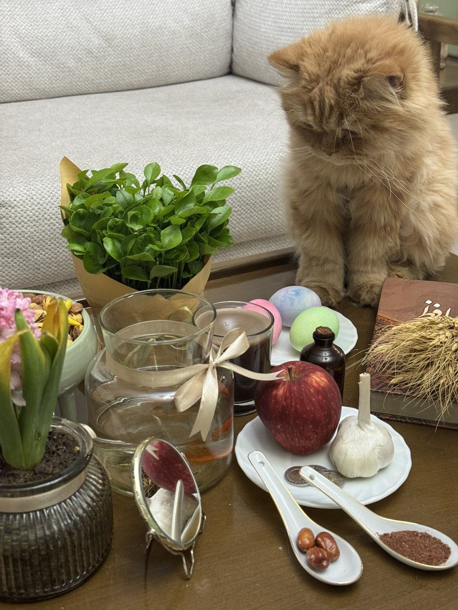 روباه دشت زنگاریشونم 🦊 tweet media