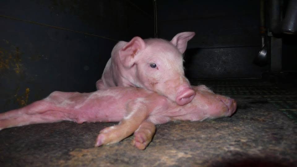 ShortnBluntTho's tweet image. Under natural circumstances piglets would wean at about 15 weeks. On pig farms, piglets are weaned from their mothers at four weeks or younger even though their immune and digestive systems are not fully formed. They are weaned onto solid food which they cannot digest properly.