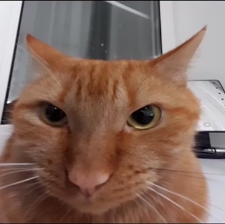 Soggy Bot tweet media