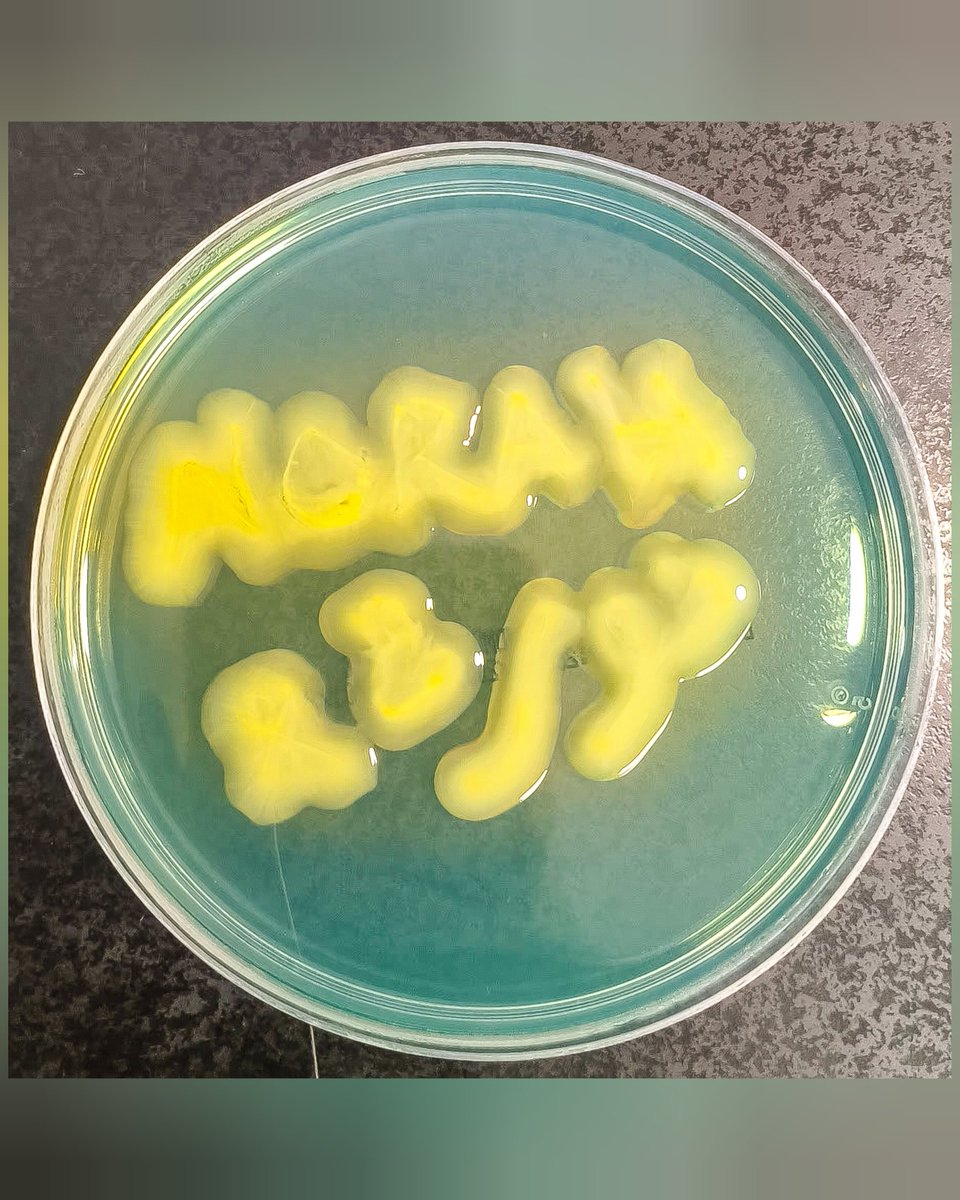 Norah Al-johani tweet media