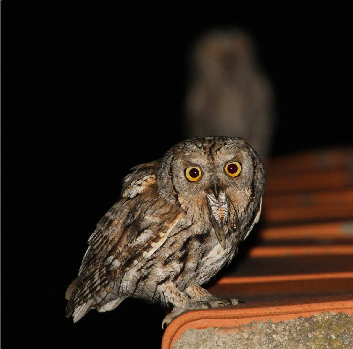 Esta madrugada 23/3/26 se ha vuelto a escuchar en Pinilla, Molinicos, Albacete, el canto del autillo, Otus scops, ya está aquí una primavera más para criar en la Sierra del Segura. Suerte.