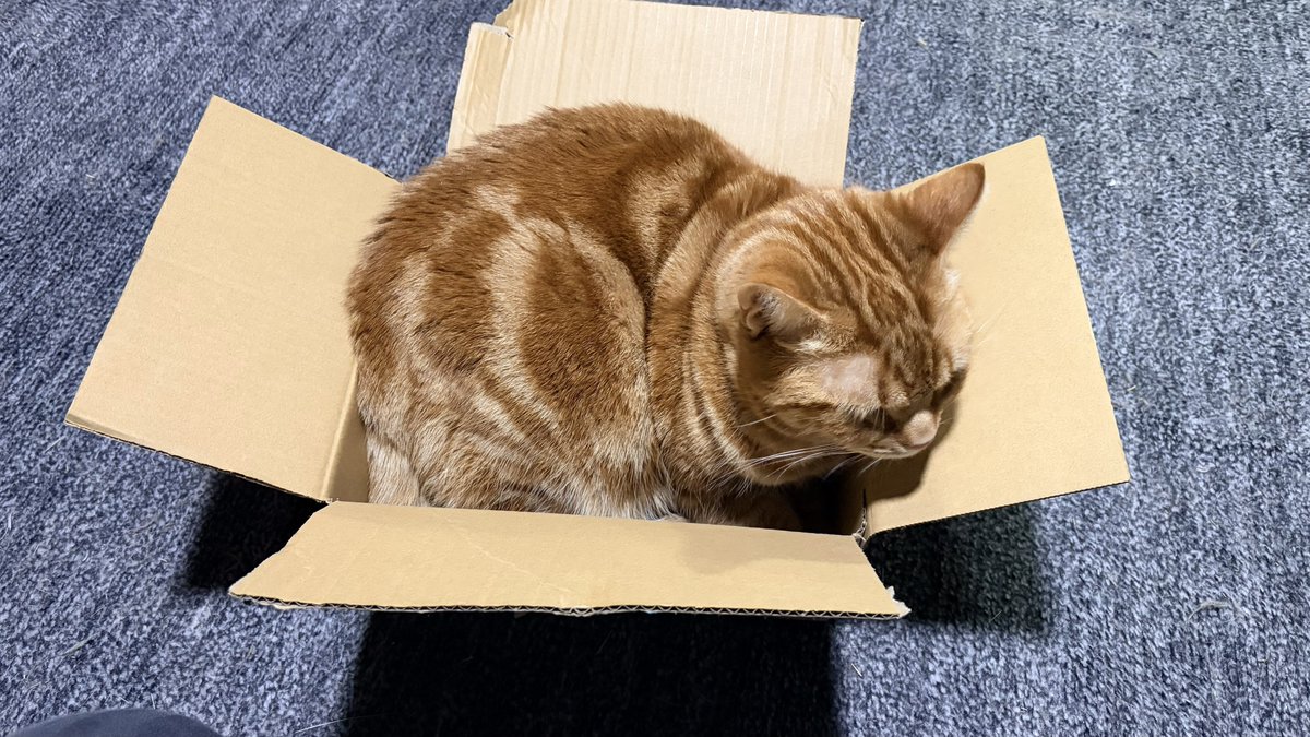 ねこちあ tweet media