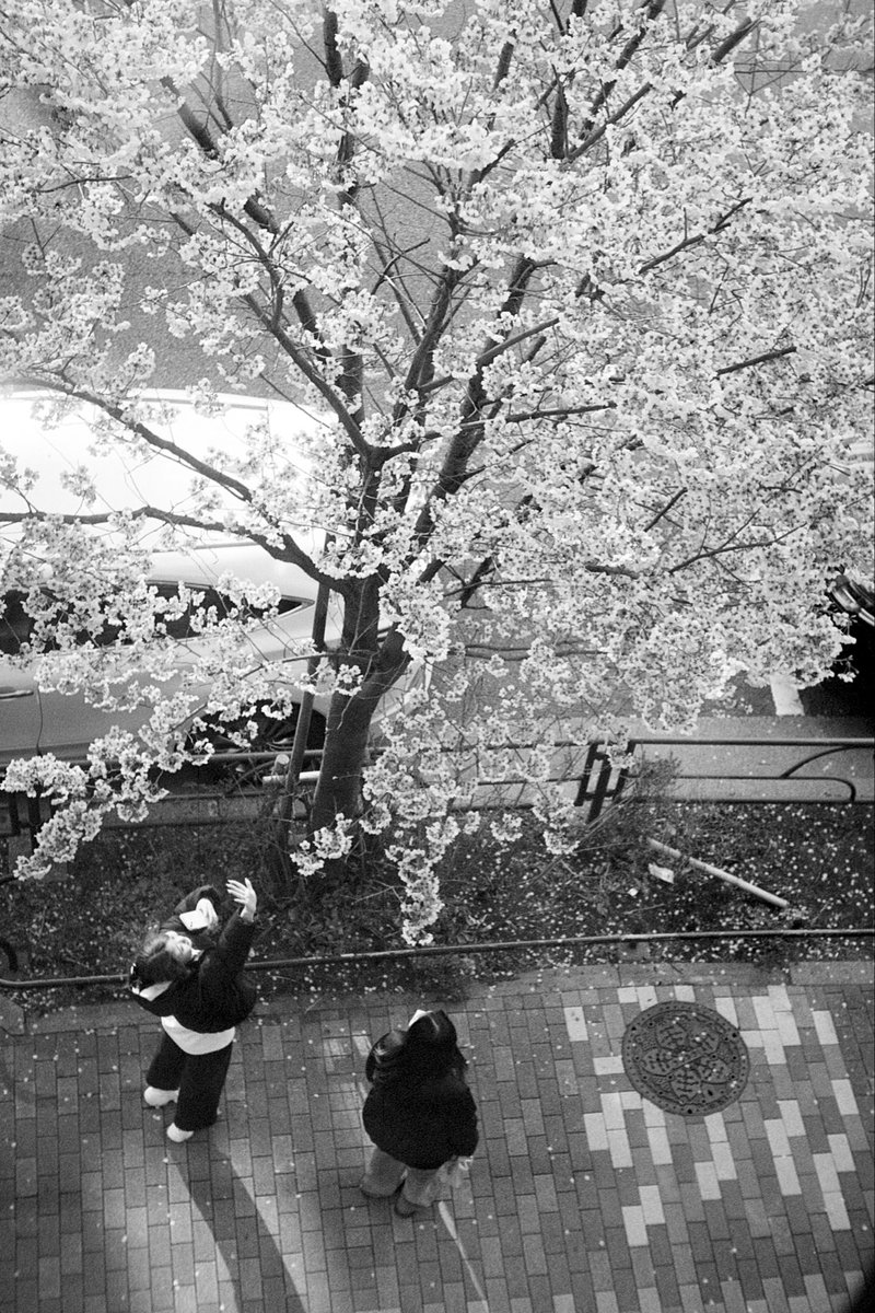 あずりな展、昨日、無事に終わりました。
ご来場者、カメラマンの方々といろいろお話しできて充実した日々でした。

あずりなさん、お疲れ様でした。今後ともよろしくお願いします。

🌸ルデコの桜が満開(フィルムで撮影)🌸