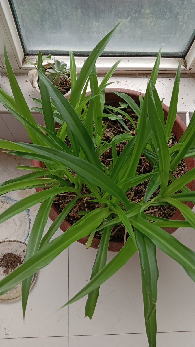 Lisa Marie MacDonald tweet media