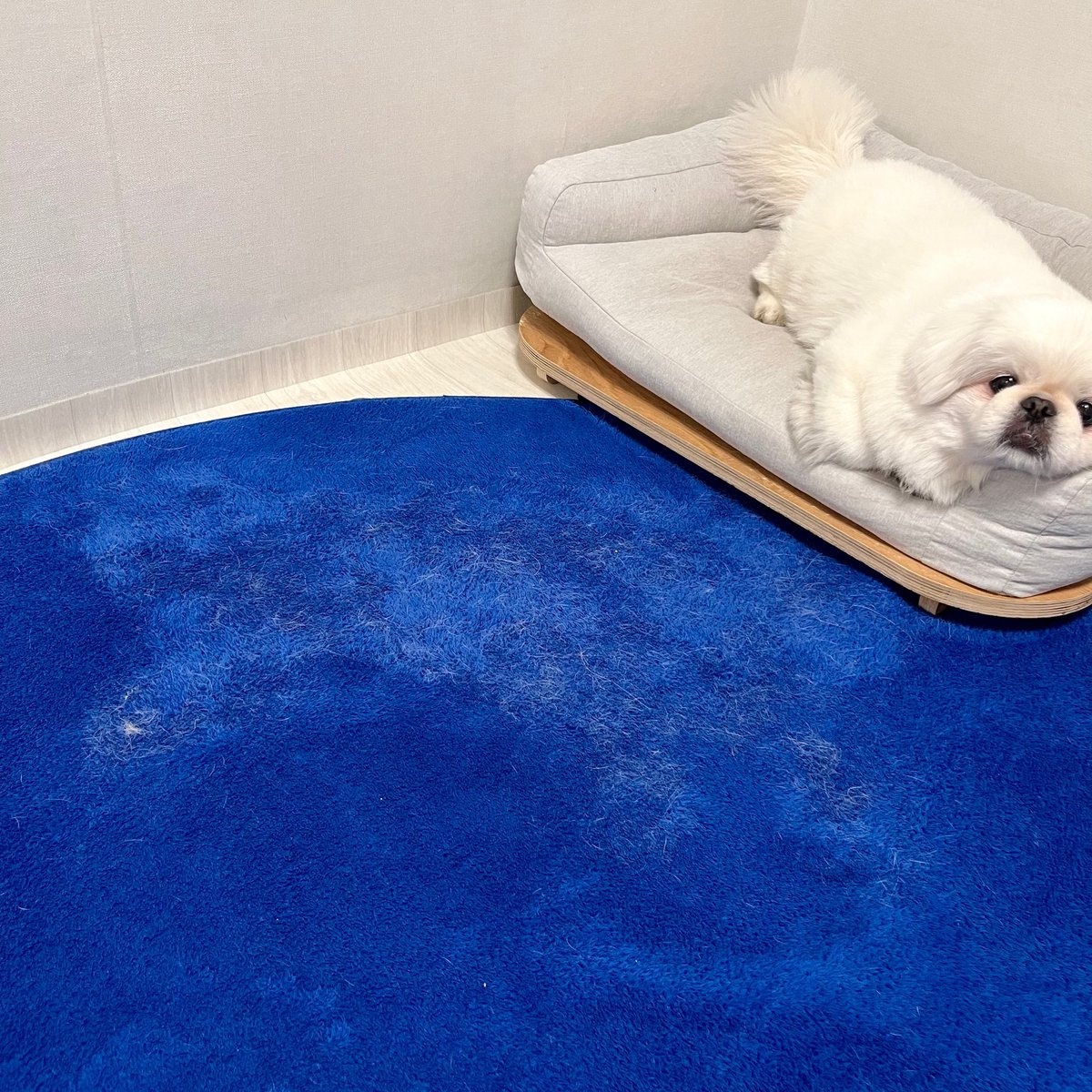 퀼퀼이 tweet media