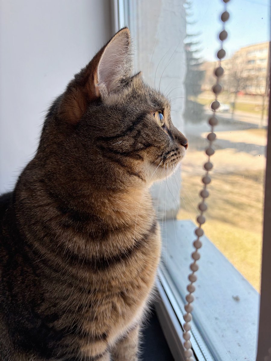 Кот Да Винчи tweet media