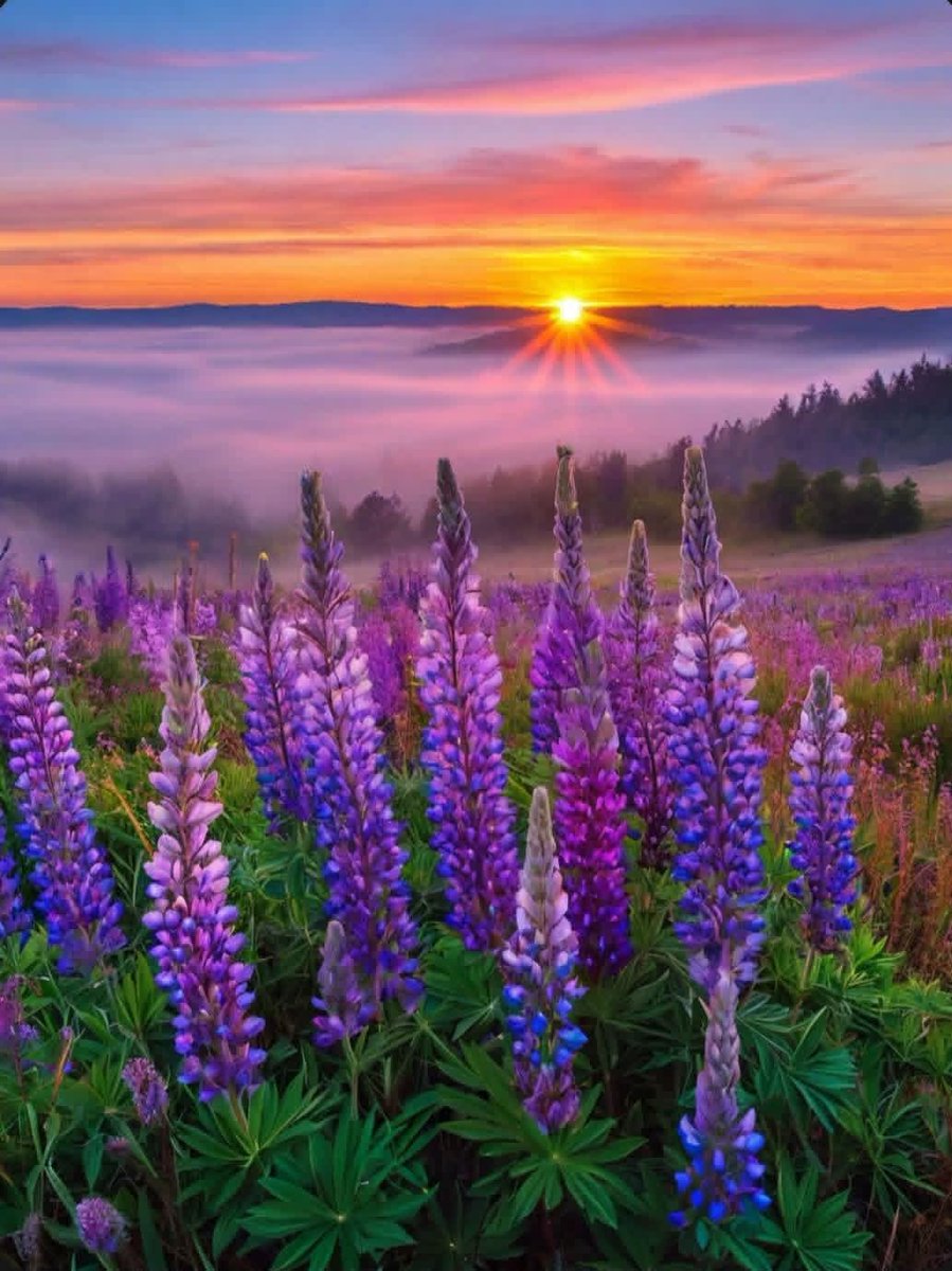 WALID🕊️🌿 tweet media