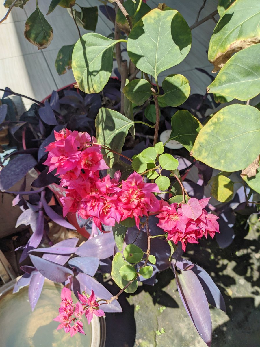 Calesya. tweet media