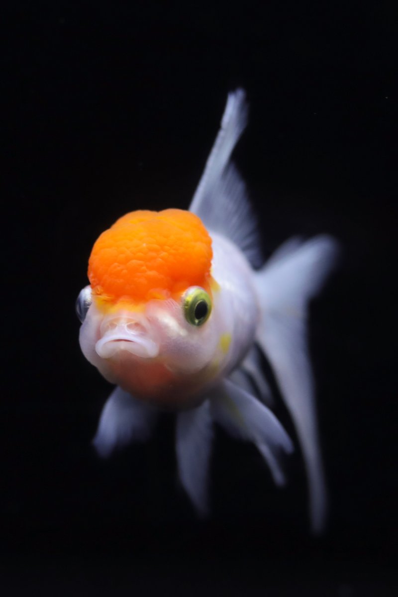 横浜開運水族館 フォーチュンアクアリウム tweet media