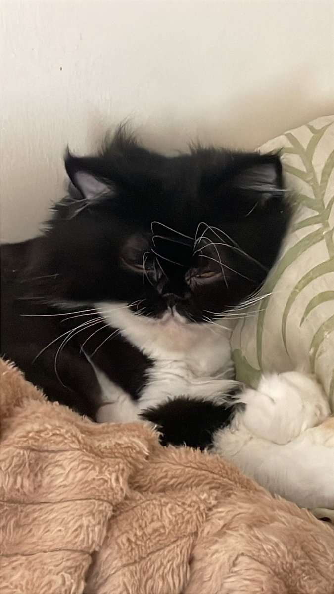 EvenCat | VgenComms tweet media