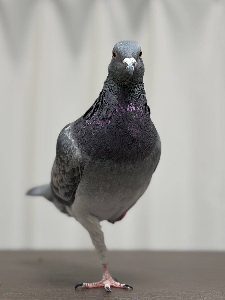 Alius Maximos tweet media