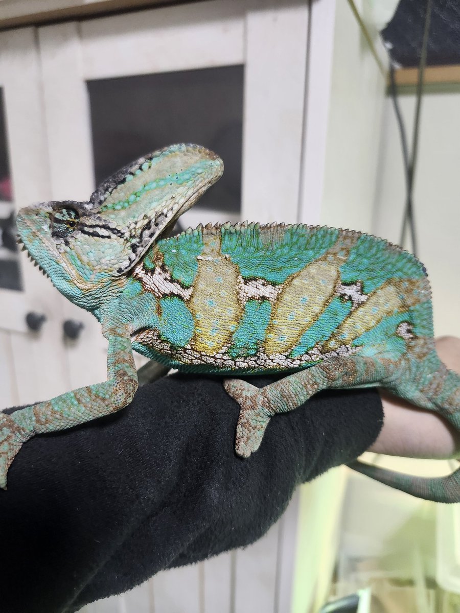 イナバ tweet media