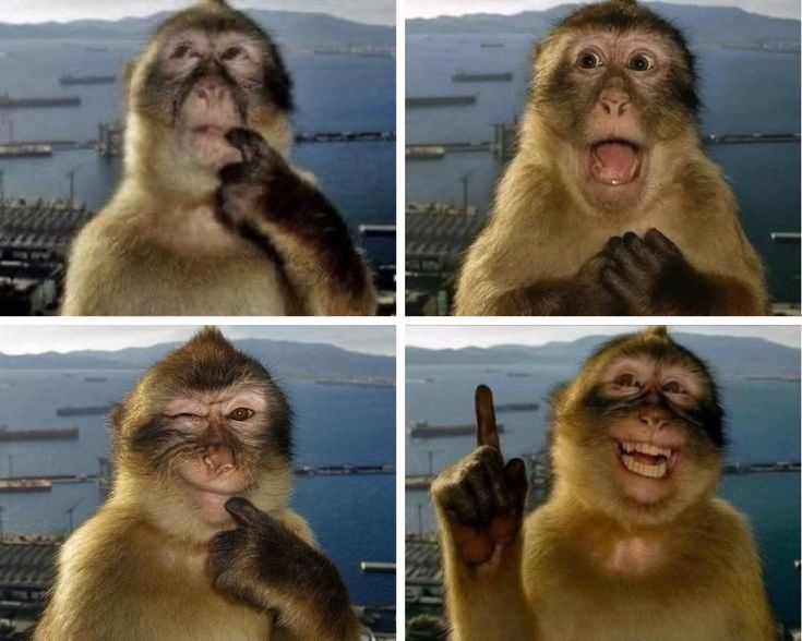 ‽ Horanghaee tweet media