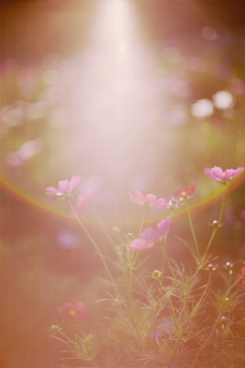 hide_c.life tweet media