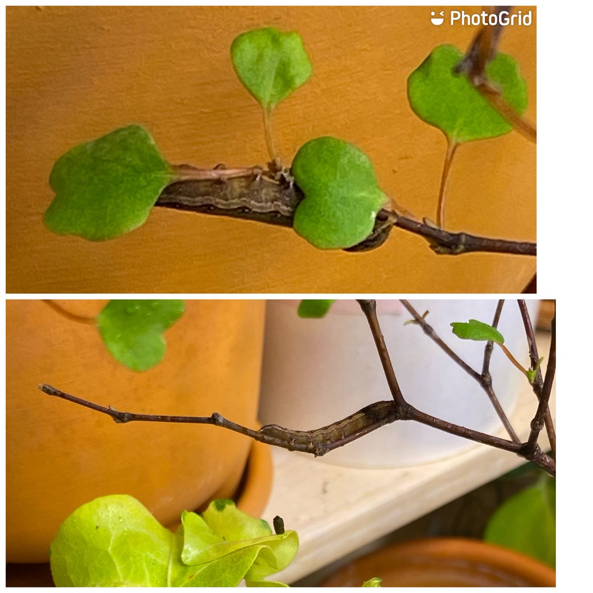 วัวทุกภาคส่วน tweet media