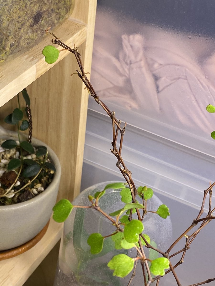 วัวทุกภาคส่วน tweet media