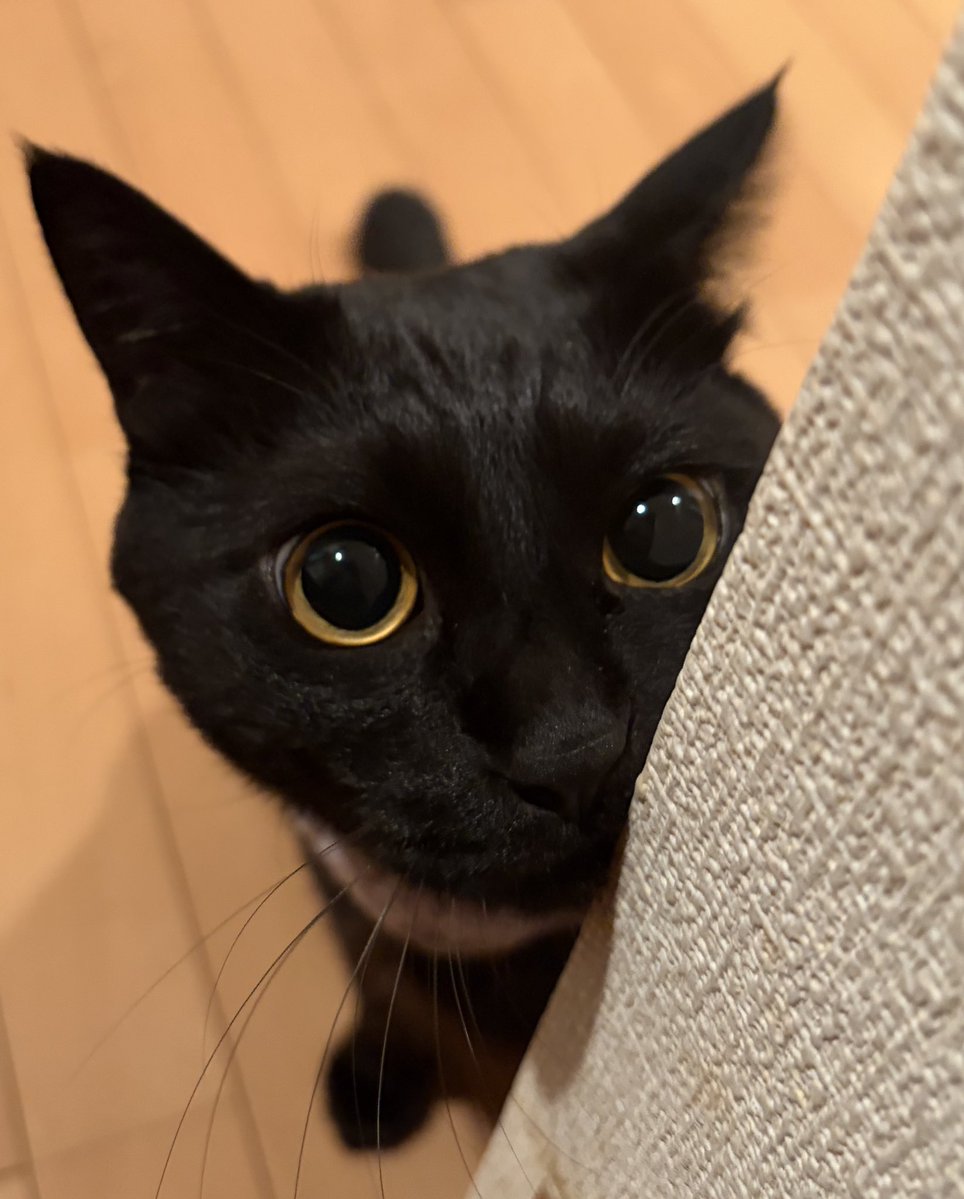 うに3才 tweet media