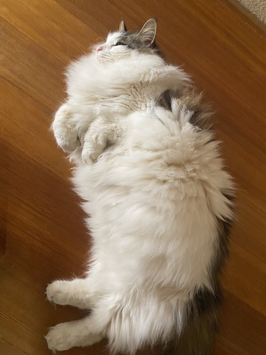 一般的なさば tweet media