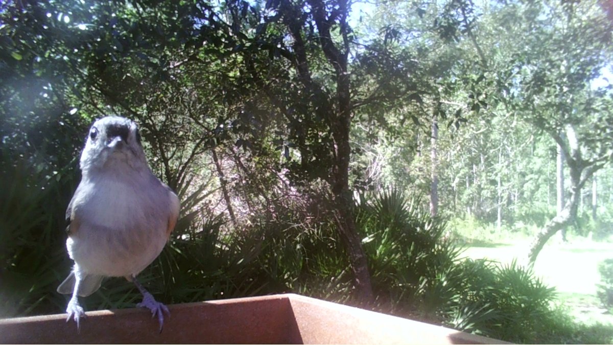 TheOldestGamer1🐊 tweet media